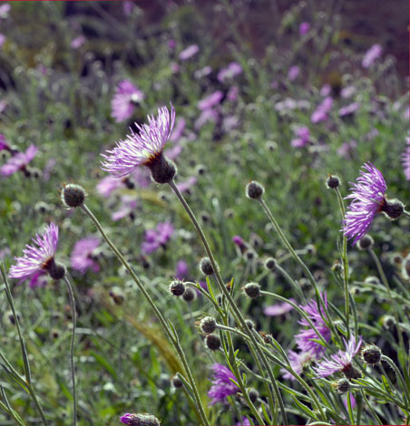 Cynaposis muricata whole