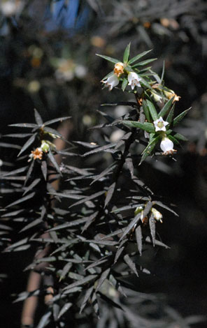 Cyathodes juniperina flowers