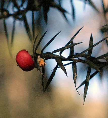 Cyathodes juniperina fruit