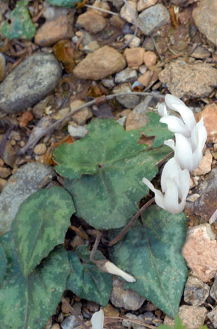 Cyclamen creticum whole