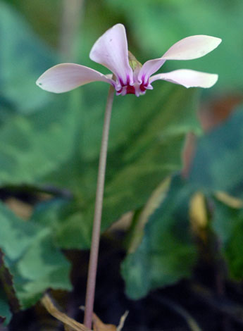 Cyclamen hederifolium