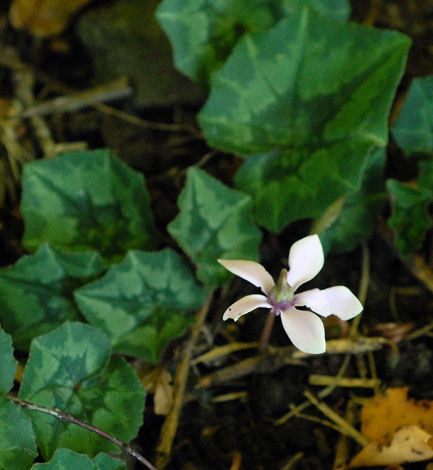 Cyclamen hederifolium