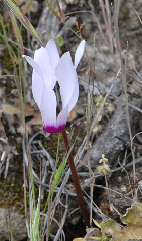 Cyclamen persicum close