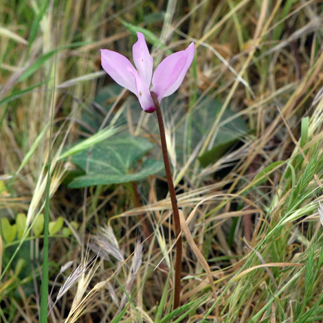 Cyclamen persicum whole