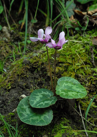 Cyclamen purpurascens