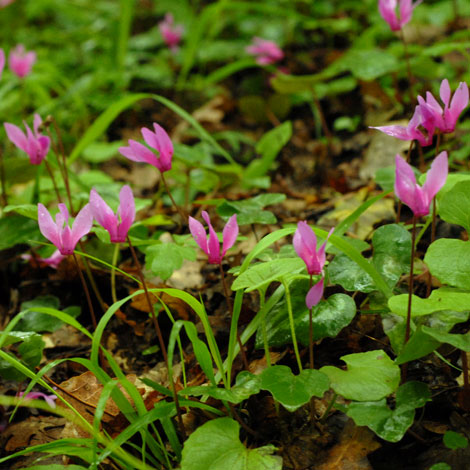 Cyclamen repandum whole