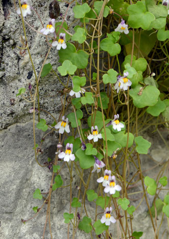 Cymbalaria longipes close