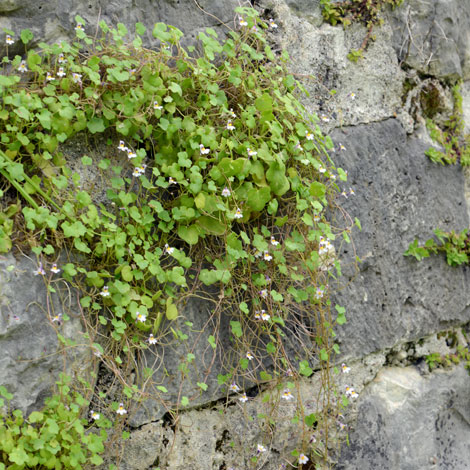 Cymbalaria longipes whole