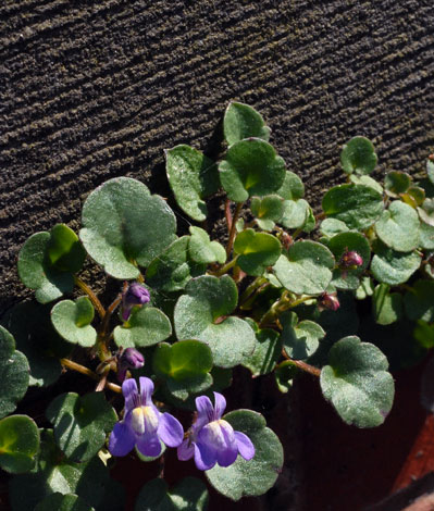 Cymbalaria pallida