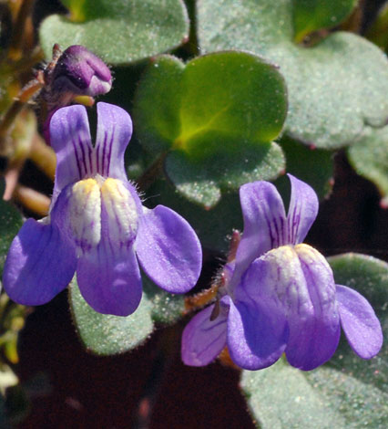 Cymbalaria pallida