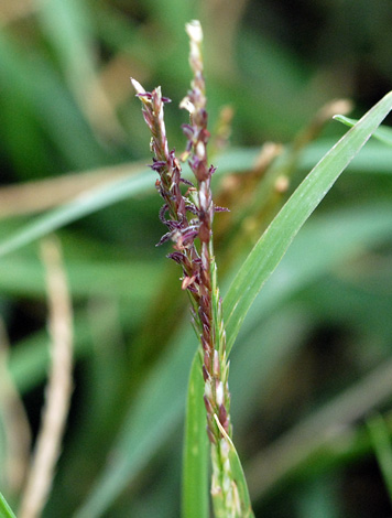 Cynodon dactylon close