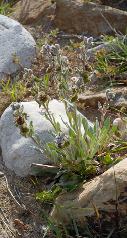 Cynoglossum cherifolium fruit whole plant