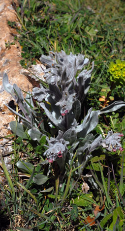 Cynoglossum cherifolium red flower whole plant