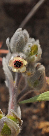 Cynoglossum cherifolium yellow flower close