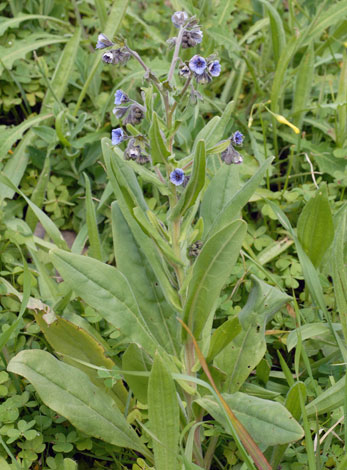 Cynoglossum creticum whole