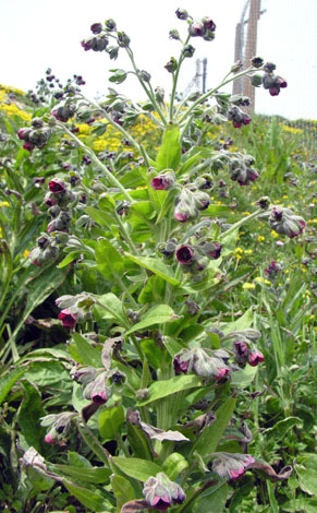 Cynoglossum officinale