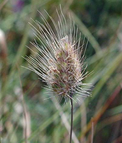 Cynosurus echinatus