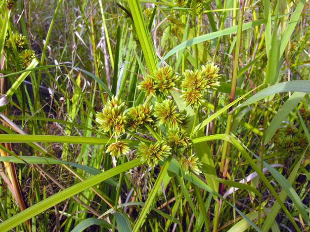 Cyperus eragrostis