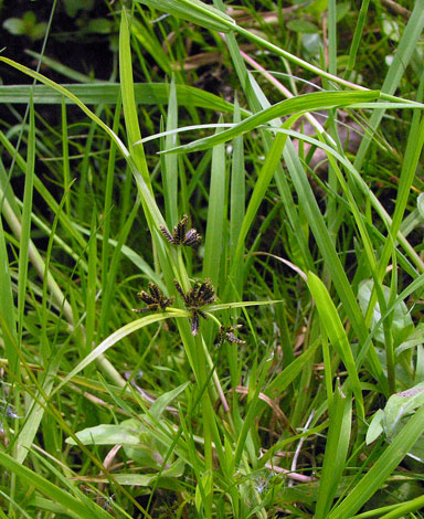 Cyperus fuscus