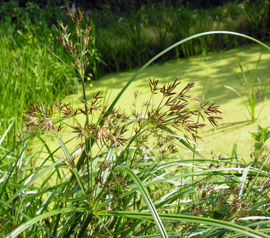 Cyperus longus