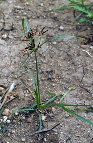 Cyperus rotundus whole