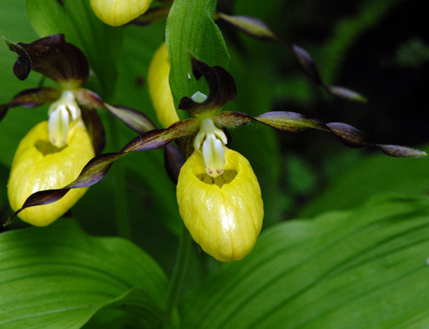 Cypripedium calceolus close