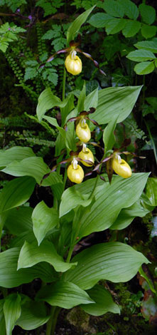 Cypripedium calceolus whole