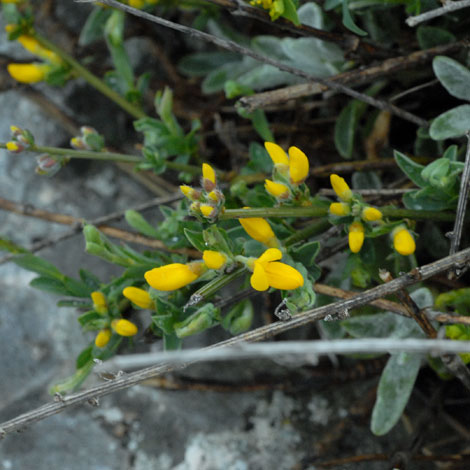 Cytisus decumbens ssp elata whole