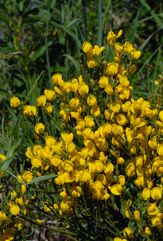 Cytisus purgans close