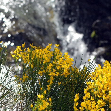 Cytisus purgans whole
