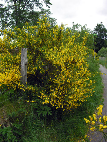Cytisus scoparium whole