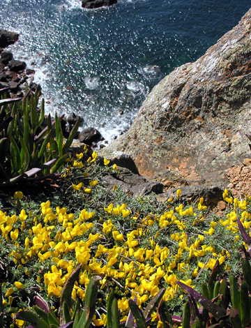 Cytisis scoparius ssp maritimus whole