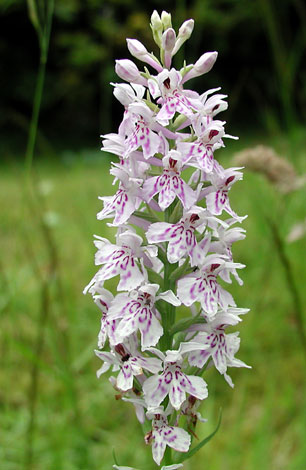 Dactylorhiza fuchsii close