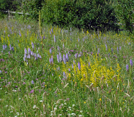 Dactylorhiza fuchsii habitat