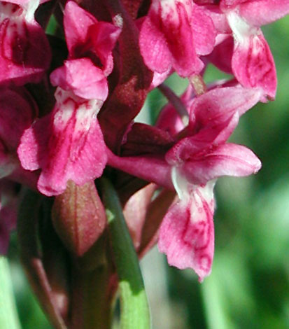 Dactylorhiza incarnata ssp coccinea florets
