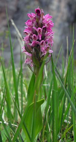 Dactylorhiza incarnata ssp incarnata