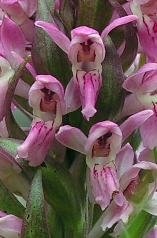 Dactylorhiza incarnata ssp incarnata