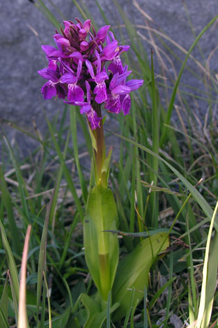 Dactylorhiza majalis ssp occidentalis whole