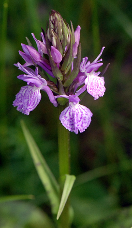 Dcatylorhiza maculata Andorra close
