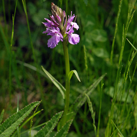 Dcatylorhiza maculata Andorra whole