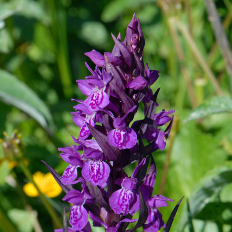 Dactylorthiza majalis ssp alpestris close