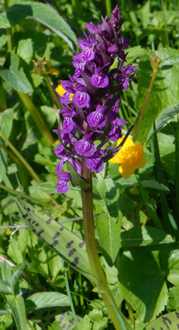 Dactylorthiza majalis ssp alpestris whole