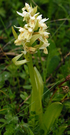 Dactylorhiza sambucina yellow whole