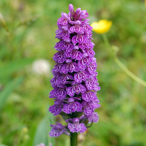 Dactylorhiza x formsoa close