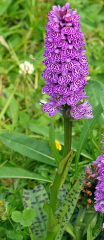 Dactylorhiza x formsoa whole
