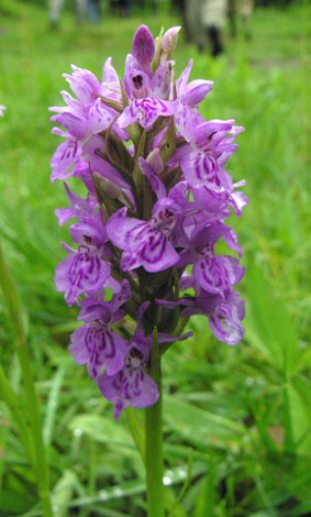 Dactylorhiza x venusta plant 2