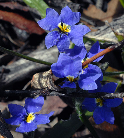 Dampiera alata close