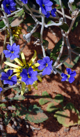 Dampiera altissima close