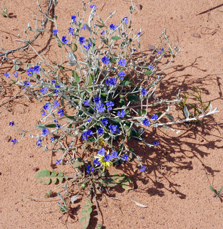 Dampiera altissima whole