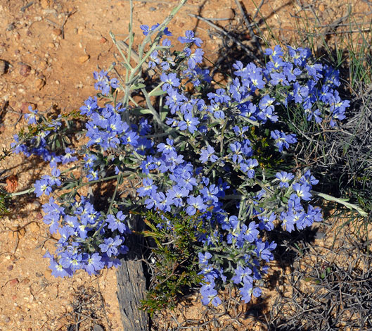 Dampiera eriocephala whole